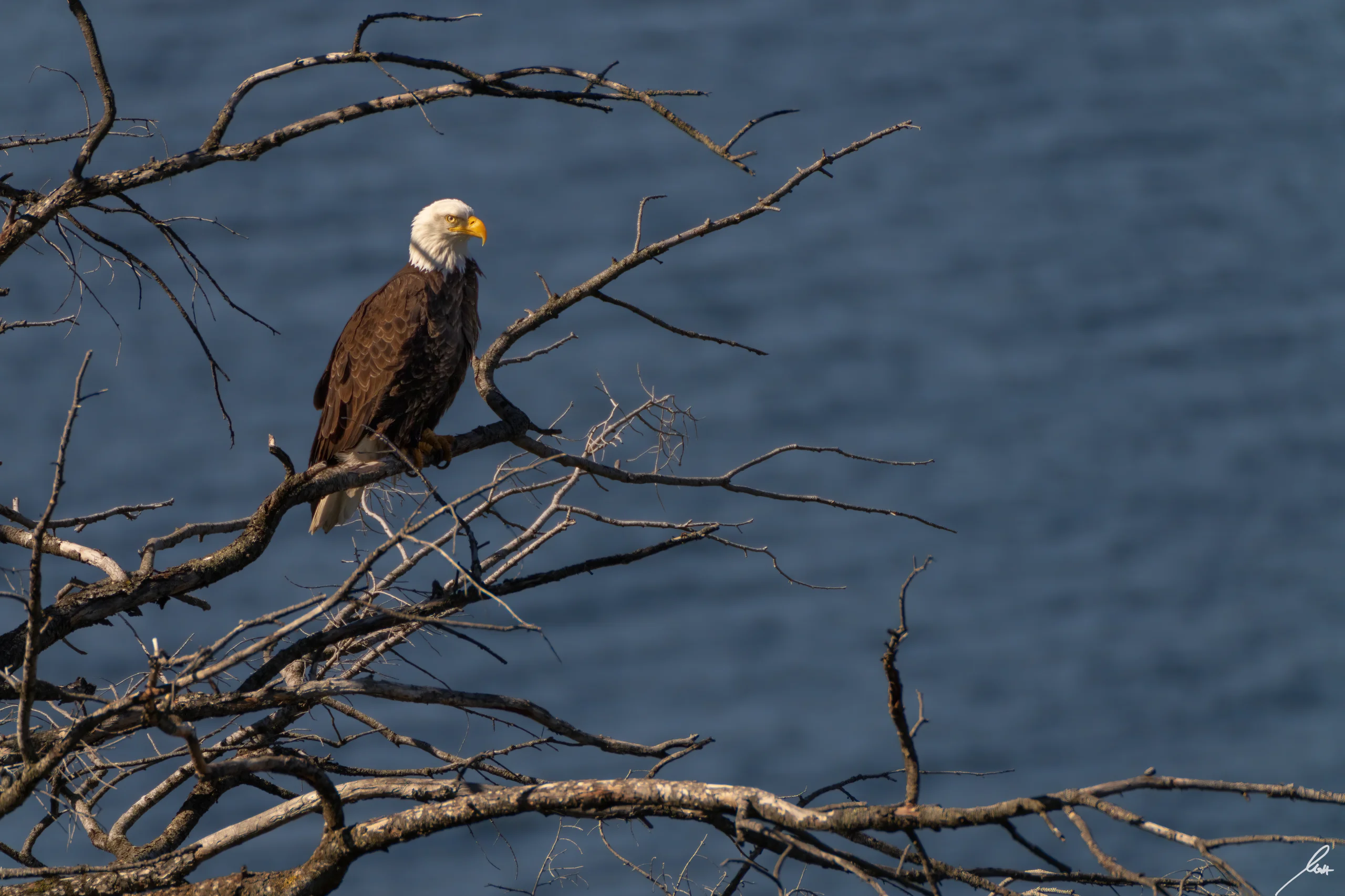 Lakefront at Château Okanagan
